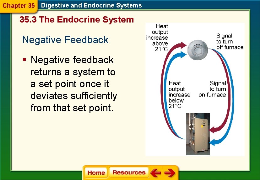 Chapter 35 Digestive and Endocrine Systems 35. 3 The Endocrine System Negative Feedback §