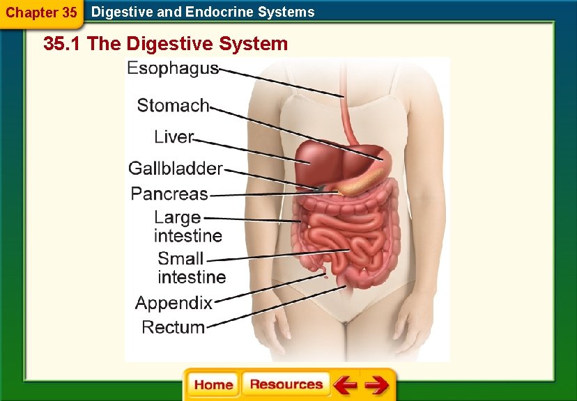 Chapter 35 Digestive and Endocrine Systems 35. 1 The Digestive System 