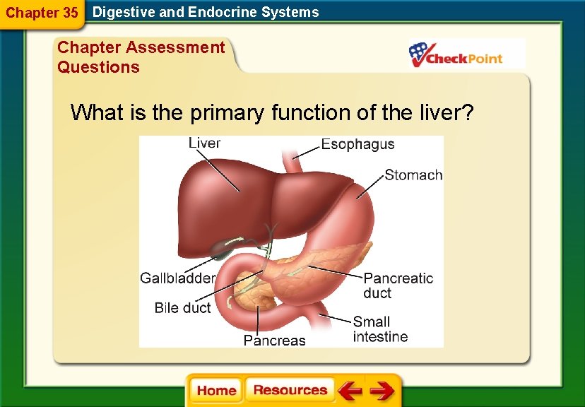 Chapter 35 Digestive and Endocrine Systems Chapter Assessment Questions What is the primary function