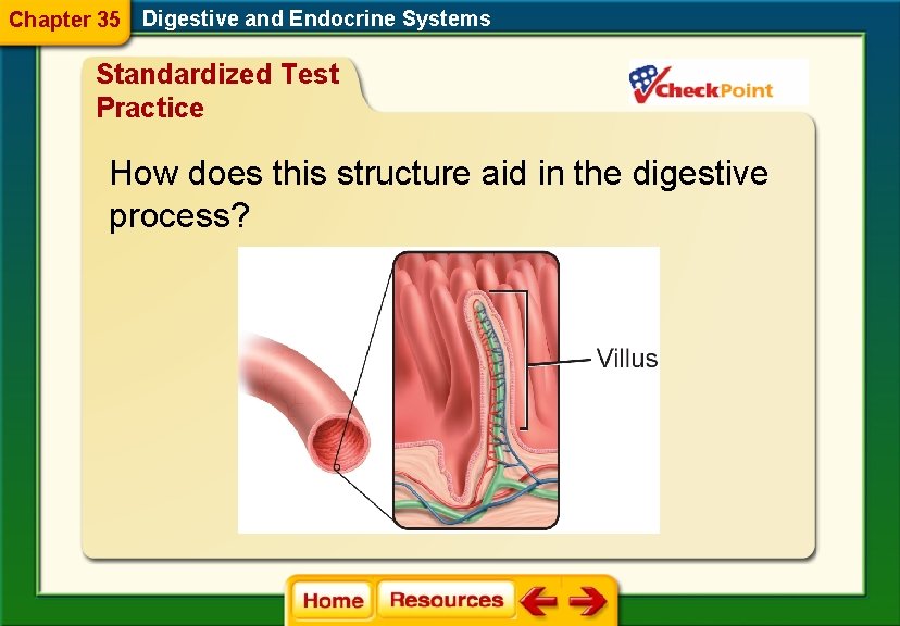 Chapter 35 Digestive and Endocrine Systems Standardized Test Practice How does this structure aid