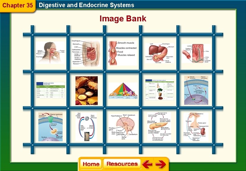 Chapter 35 Digestive and Endocrine Systems Image Bank 