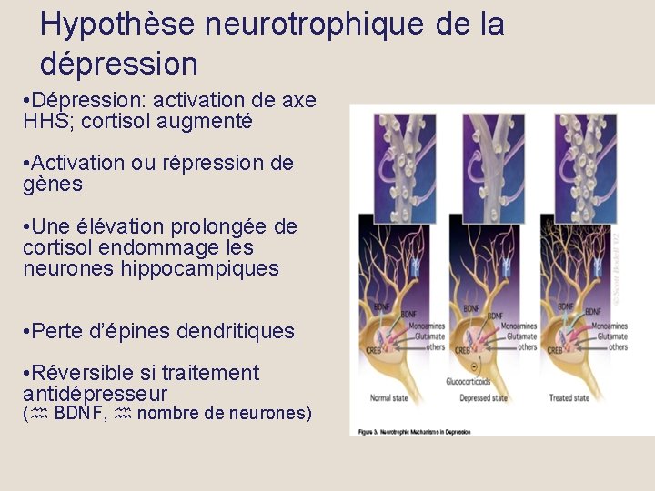 La dpression une maladie systmique Prof E Constant