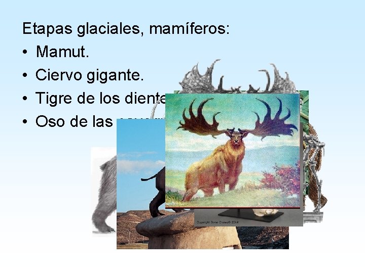 Etapas glaciales, mamíferos: • Mamut. • Ciervo gigante. • Tigre de los dientes de