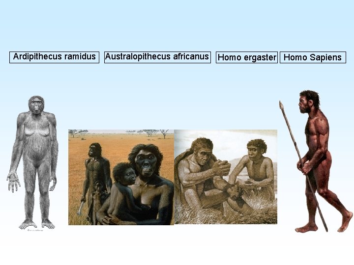 Ardipithecus ramidus Australopithecus africanus Homo ergaster Homo Sapiens 