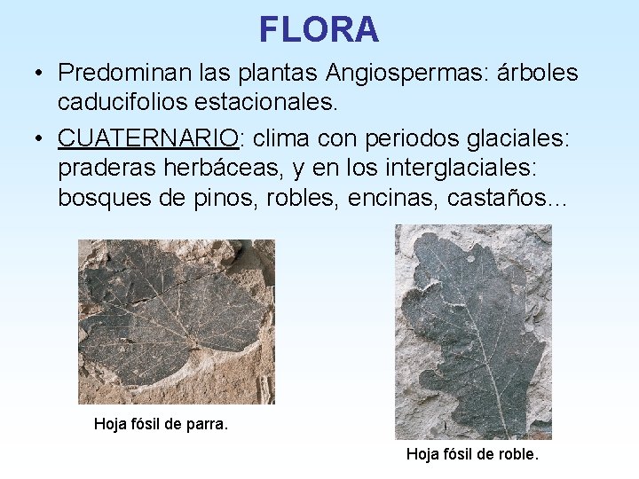 FLORA • Predominan las plantas Angiospermas: árboles caducifolios estacionales. • CUATERNARIO: clima con periodos
