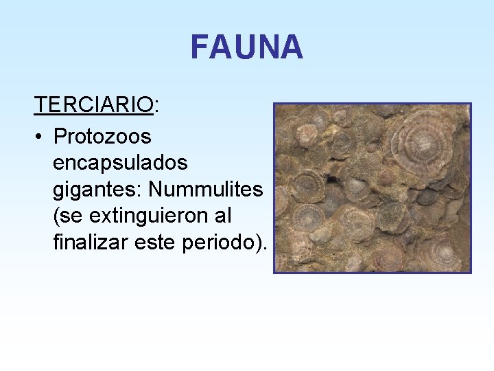 FAUNA TERCIARIO: • Protozoos encapsulados gigantes: Nummulites (se extinguieron al finalizar este periodo). 