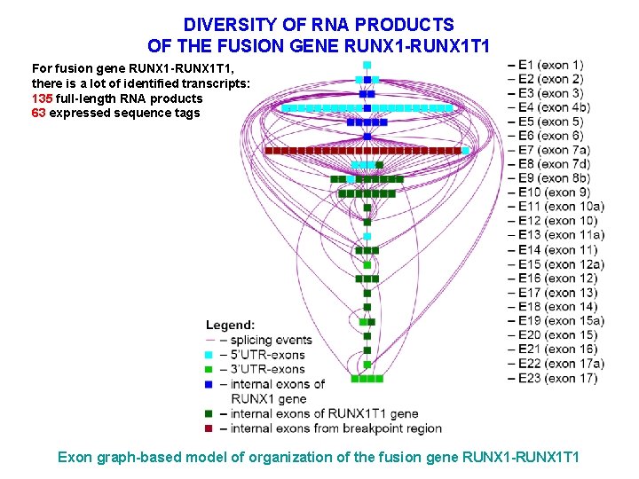 DIVERSITY OF RNA PRODUCTS OF THE FUSION GENE RUNX 1 -RUNX 1 T 1 DIVERSITY OF RNA PRODUCTS OF THE FUSION GENE RUNX 1 -RUNX 1 T 1