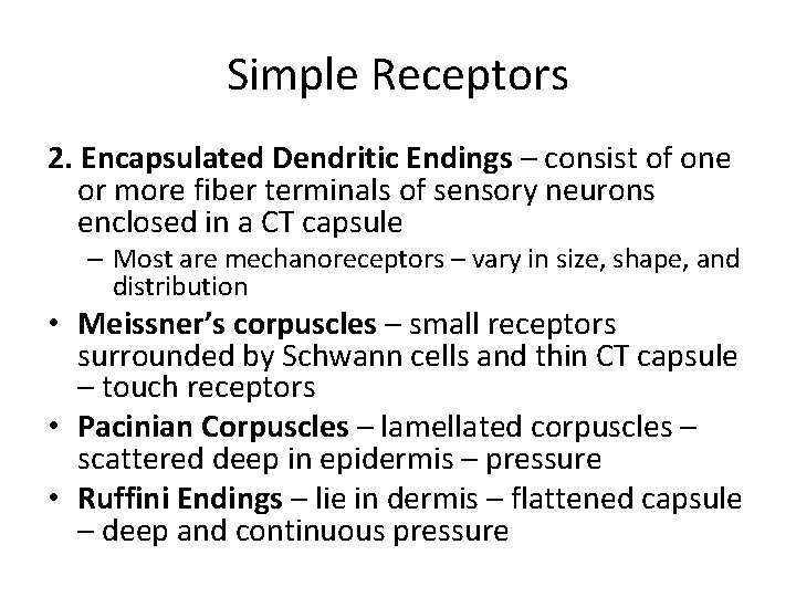Simple Receptors 2. Encapsulated Dendritic Endings – consist of one or more fiber terminals