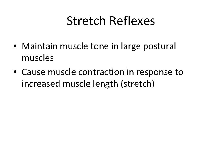 Stretch Reflexes • Maintain muscle tone in large postural muscles • Cause muscle contraction