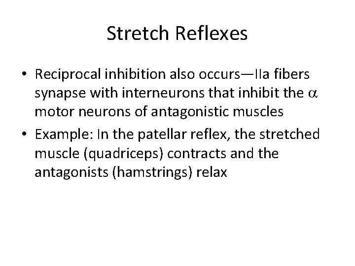 Stretch Reflexes • Reciprocal inhibition also occurs—IIa fibers synapse with interneurons that inhibit the