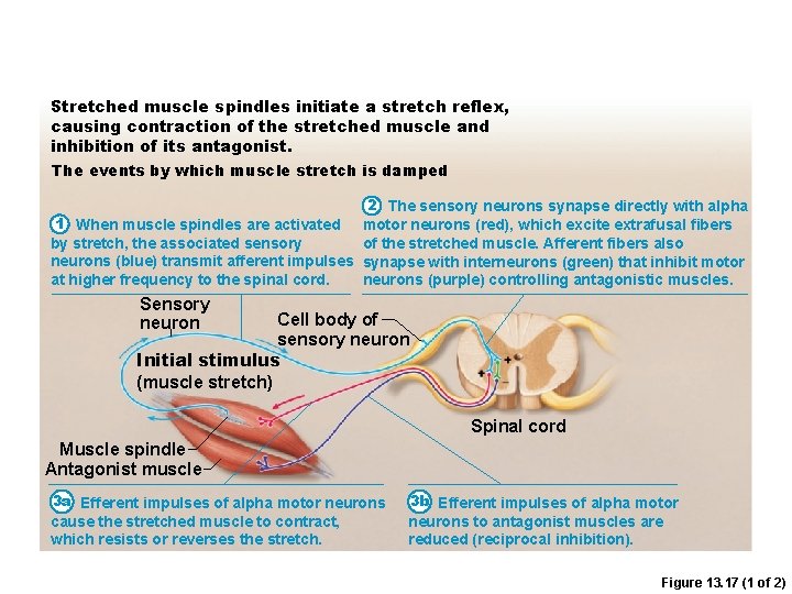 Stretched muscle spindles initiate a stretch reflex, causing contraction of the stretched muscle and