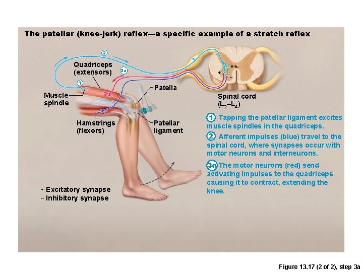 The patellar (knee-jerk) reflex—a specific example of a stretch reflex 2 Quadriceps (extensors) 1