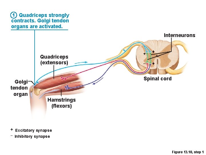 1 Quadriceps strongly contracts. Golgi tendon organs are activated. Interneurons Quadriceps (extensors) Golgi tendon