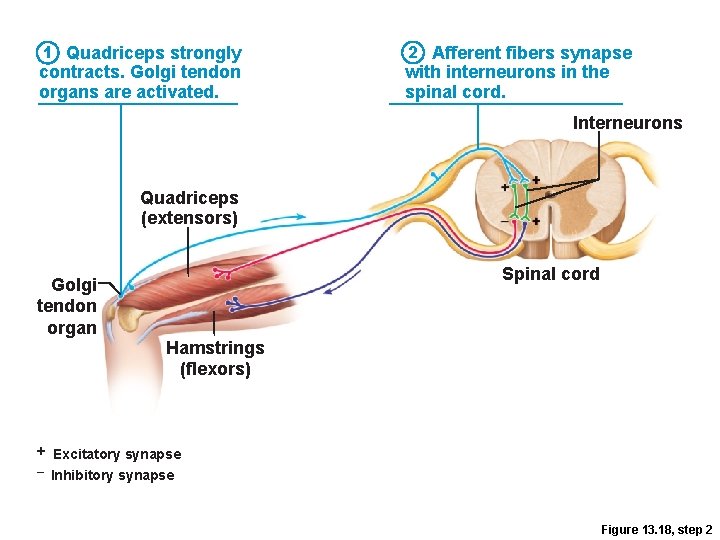 1 Quadriceps strongly contracts. Golgi tendon organs are activated. 2 Afferent fibers synapse with