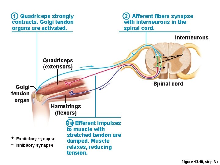 1 Quadriceps strongly contracts. Golgi tendon organs are activated. 2 Afferent fibers synapse with