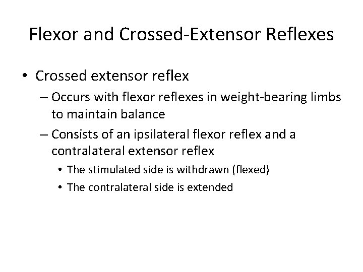Flexor and Crossed-Extensor Reflexes • Crossed extensor reflex – Occurs with flexor reflexes in