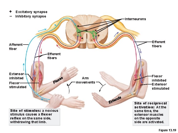 + Excitatory synapse – Inhibitory synapse Interneurons Efferent fibers Afferent fiber Efferent fibers Extensor