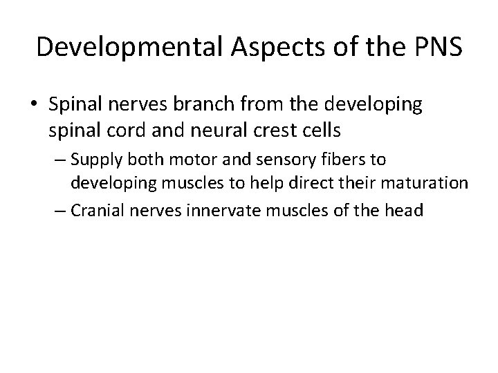 Developmental Aspects of the PNS • Spinal nerves branch from the developing spinal cord