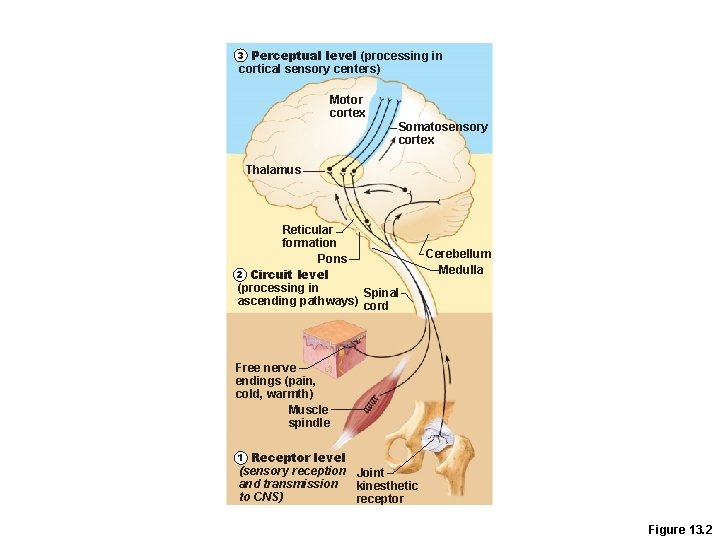 Perceptual level (processing in cortical sensory centers) 3 Motor cortex Somatosensory cortex Thalamus Reticular