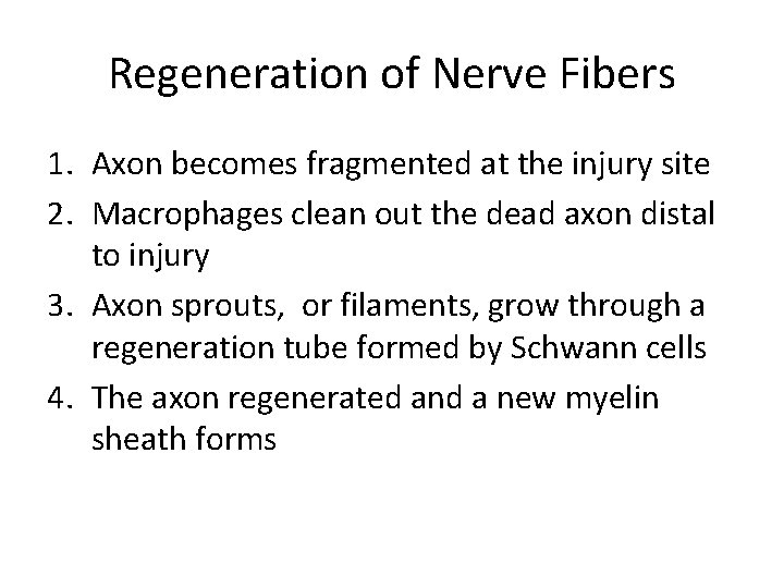 Regeneration of Nerve Fibers 1. Axon becomes fragmented at the injury site 2. Macrophages