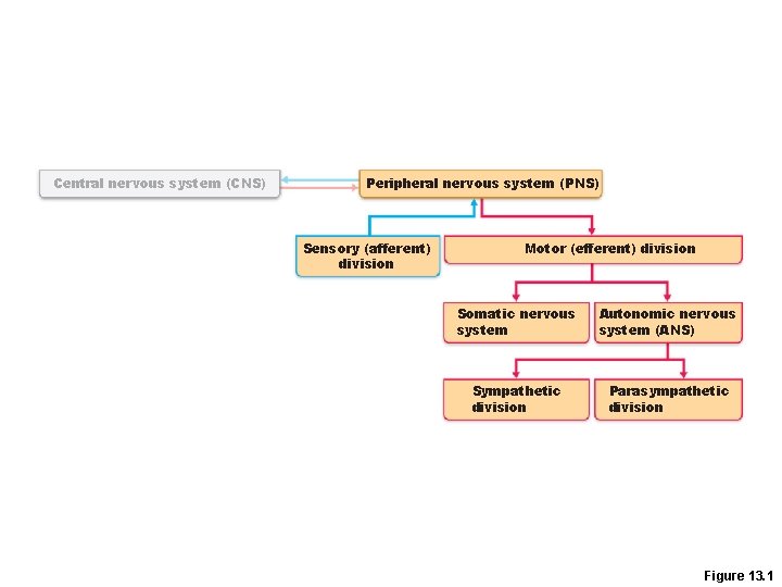 Central nervous system (CNS) Peripheral nervous system (PNS) Sensory (afferent) division Motor (efferent) division