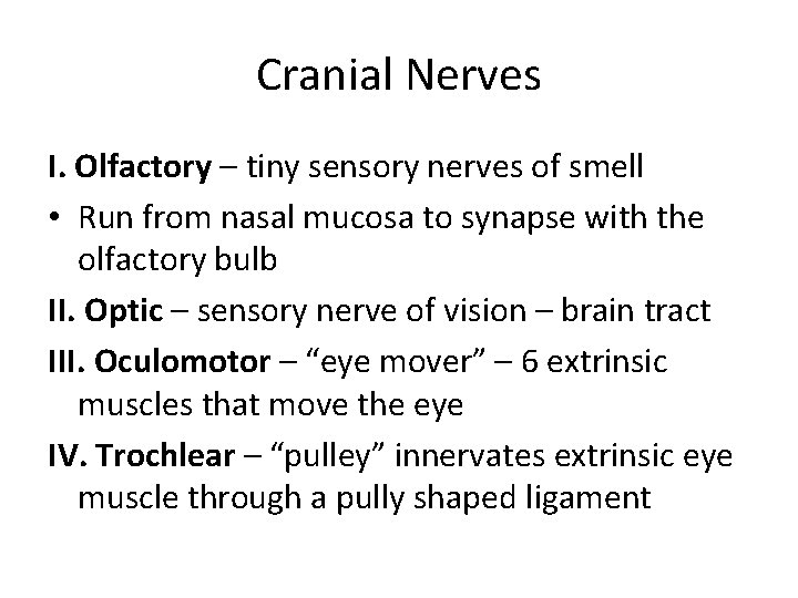 Cranial Nerves I. Olfactory – tiny sensory nerves of smell • Run from nasal