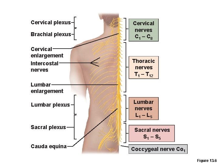 Cervical plexus Brachial plexus Cervical enlargement Intercostal nerves Cervical nerves C 1 – C