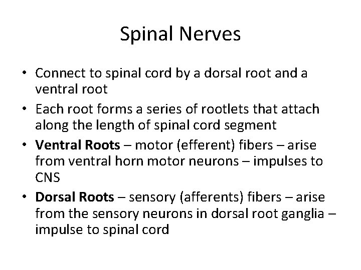 Spinal Nerves • Connect to spinal cord by a dorsal root and a ventral