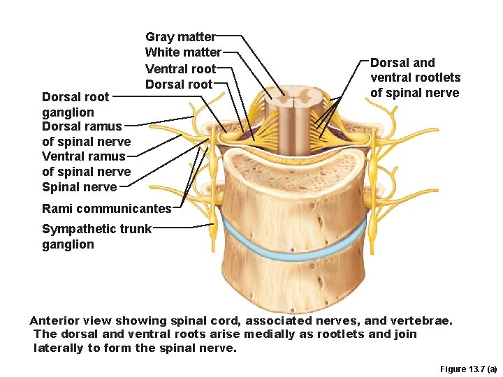 Dorsal root ganglion Dorsal ramus of spinal nerve Ventral ramus of spinal nerve Spinal