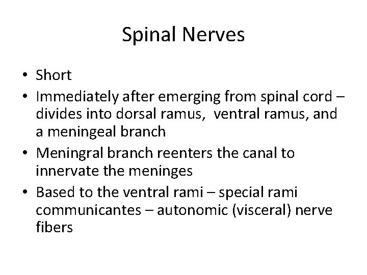 Spinal Nerves • Short • Immediately after emerging from spinal cord – divides into