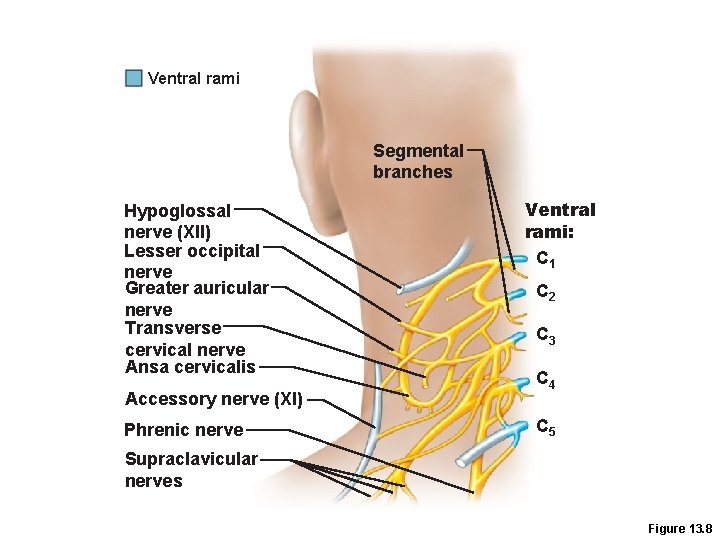 Ventral rami Segmental branches Hypoglossal nerve (XII) Lesser occipital nerve Greater auricular nerve Transverse