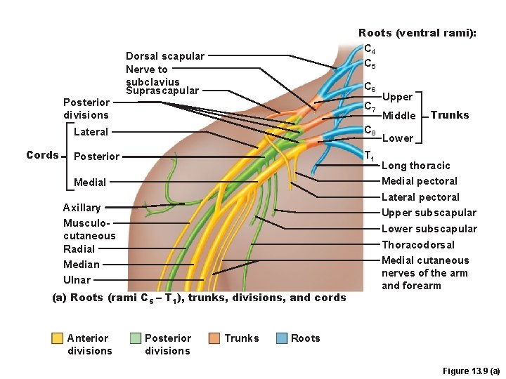 Posterior divisions Cords Roots (ventral rami): C 4 C 5 Dorsal scapular Nerve to