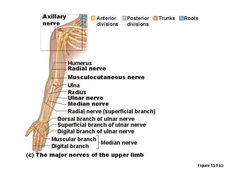 Axillary nerve Anterior divisions Posterior divisions Trunks Roots Humerus Radial nerve Musculocutaneous nerve Ulna