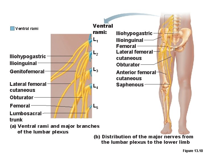 Ventral rami Iliohypogastric Ilioinguinal Genitofemoral Lateral femoral cutaneous Obturator Femoral Lumbosacral trunk Ventral rami: