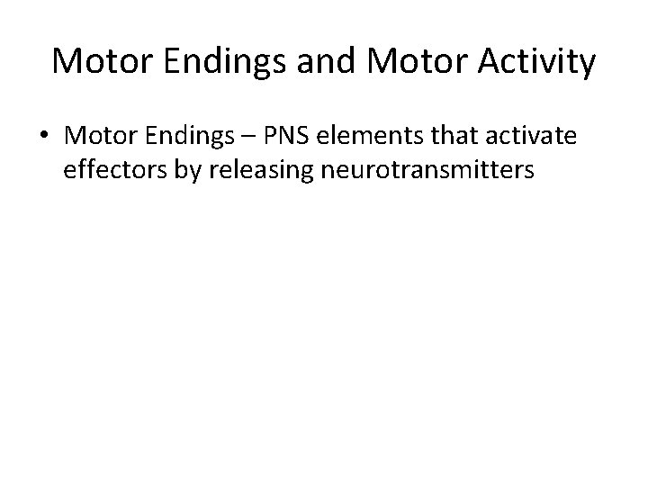 Motor Endings and Motor Activity • Motor Endings – PNS elements that activate effectors