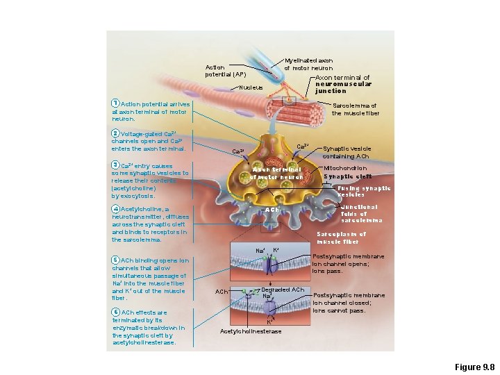 Myelinated axon of motor neuron Action potential (AP) Axon terminal of neuromuscular junction Nucleus