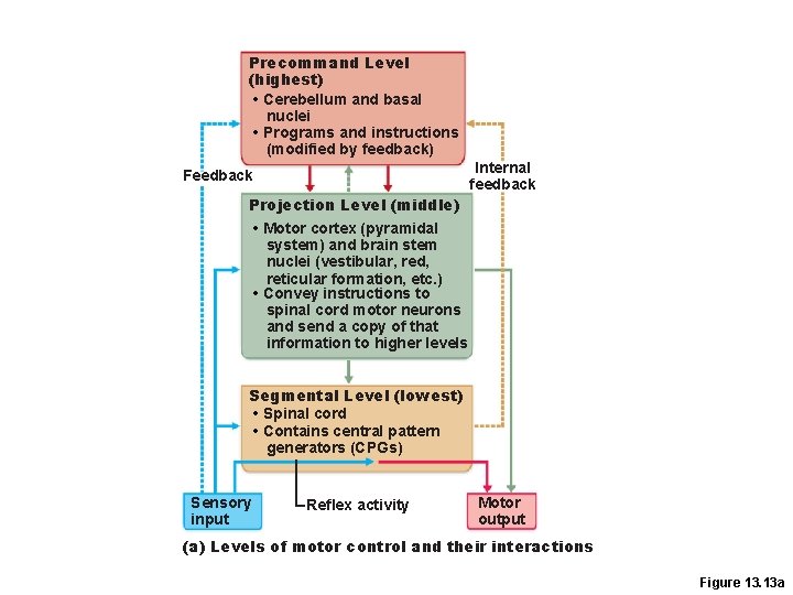 Precommand Level (highest) • Cerebellum and basal nuclei • Programs and instructions (modified by