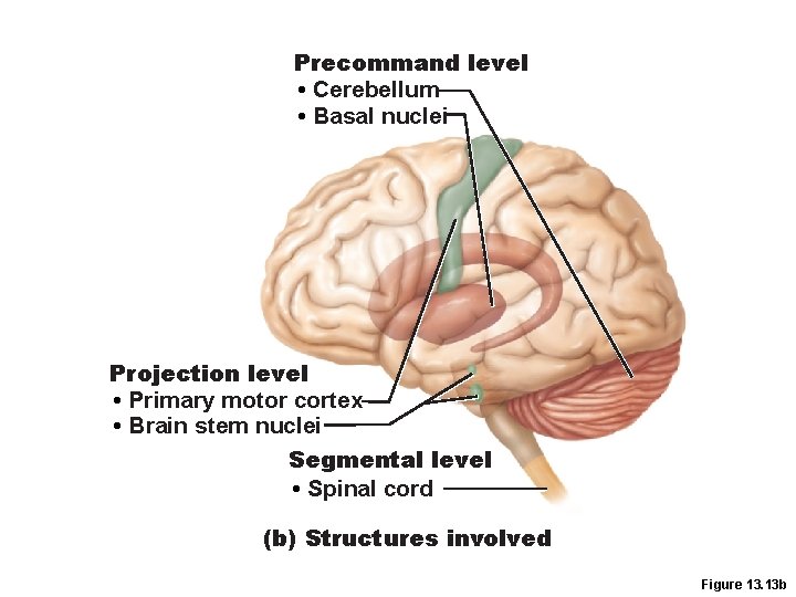 Precommand level • Cerebellum • Basal nuclei Projection level • Primary motor cortex •