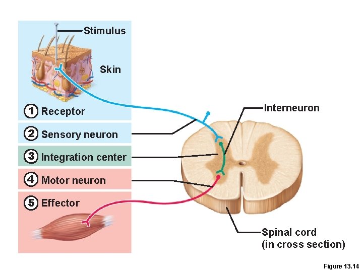 Stimulus Skin 1 Receptor Interneuron 2 Sensory neuron 3 Integration center 4 Motor neuron