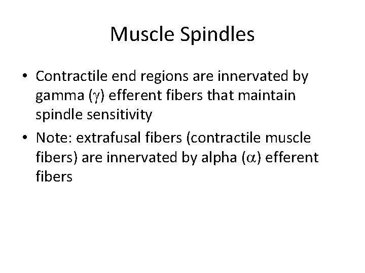 Muscle Spindles • Contractile end regions are innervated by gamma ( ) efferent fibers
