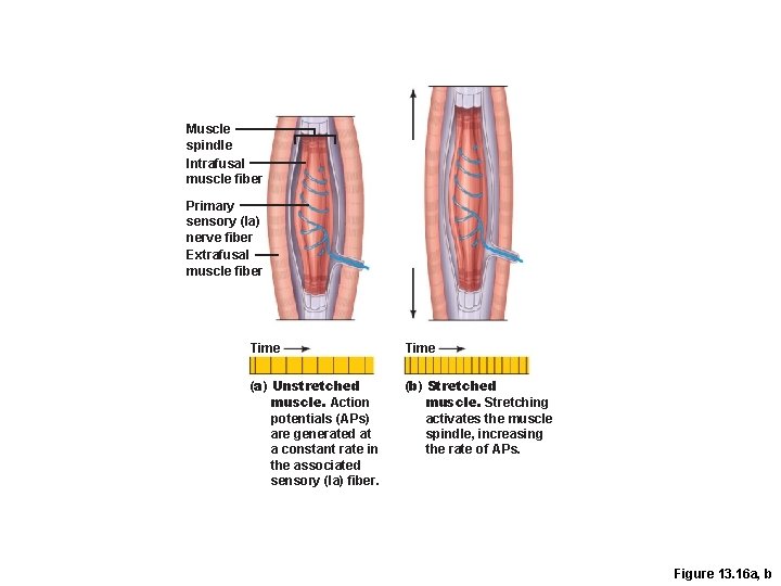 Muscle spindle Intrafusal muscle fiber Primary sensory (la) nerve fiber Extrafusal muscle fiber Time