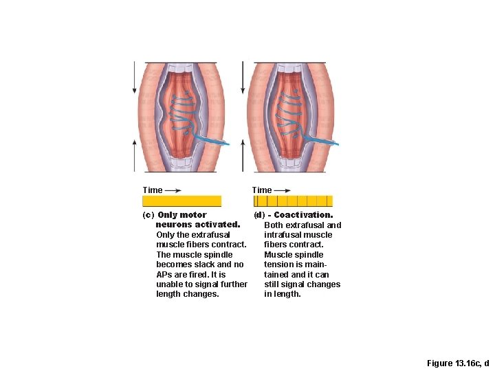 Time (c) Only motor (d) - Coactivation. neurons activated. Both extrafusal and intrafusal muscle