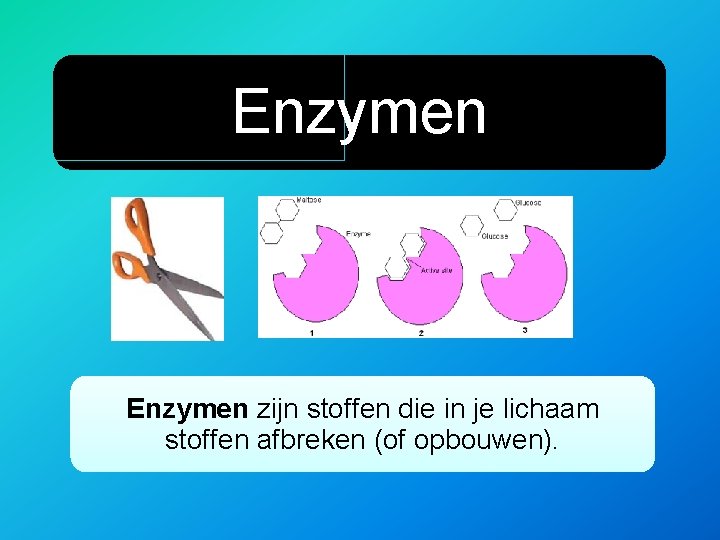 Enzymen zijn stoffen die in je lichaam stoffen afbreken (of opbouwen). 