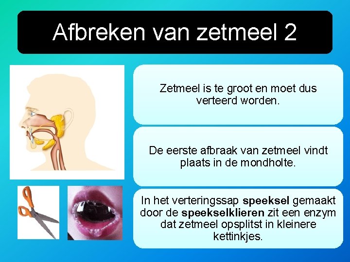 Afbreken van zetmeel 2 Zetmeel is te groot en moet dus verteerd worden. De