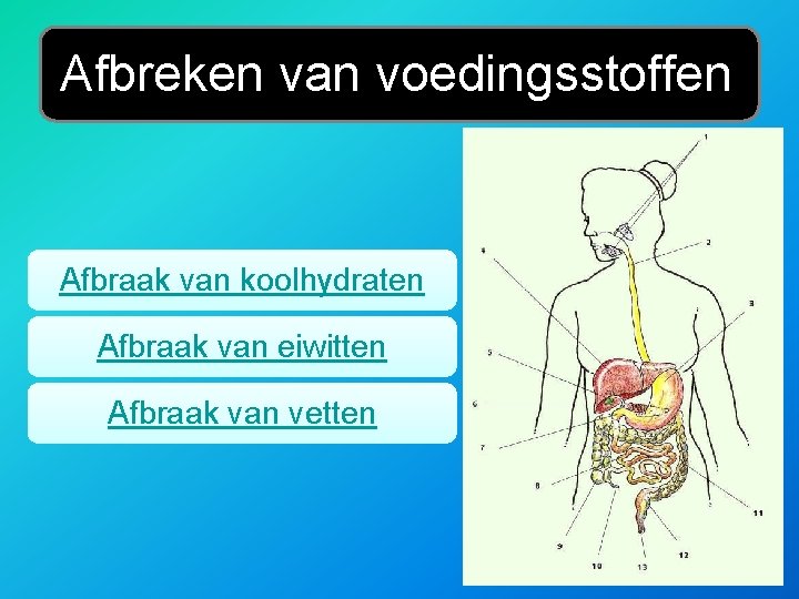 Afbreken van voedingsstoffen Afbraak van koolhydraten Afbraak van eiwitten Afbraak van vetten 