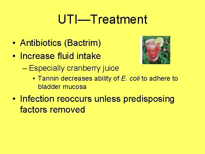 UTI—Treatment • Antibiotics (Bactrim) • Increase fluid intake – Especially cranberry juice • Tannin