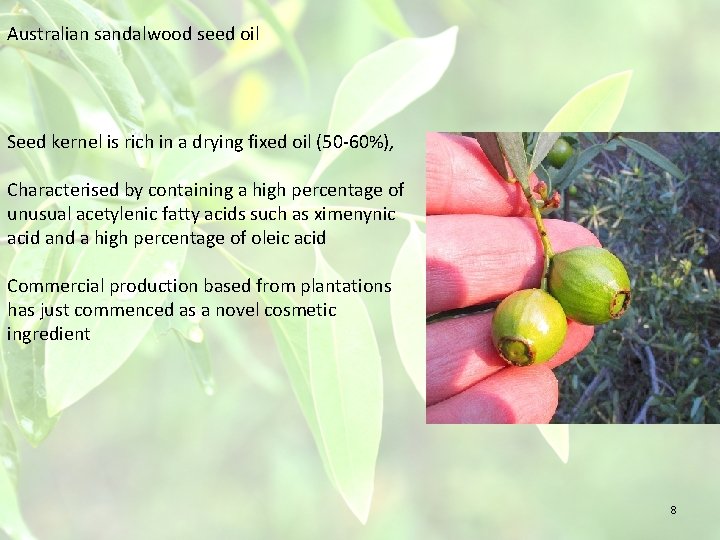 Santalum Album As A Specialty Seed Oil Source