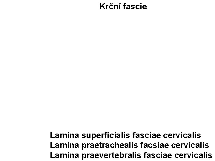 Krční fascie Lamina superficialis fasciae cervicalis Lamina praetrachealis facsiae cervicalis Lamina praevertebralis fasciae cervicalis