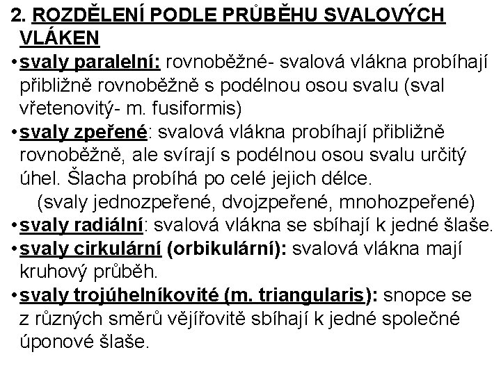 2. ROZDĚLENÍ PODLE PRŮBĚHU SVALOVÝCH VLÁKEN • svaly paralelní: rovnoběžné- svalová vlákna probíhají přibližně