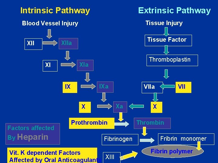 Intrinsic Pathway Extrinsic Pathway Tissue Injury Blood Vessel Injury Tissue Factor XIIa XII Thromboplastin